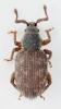 Cathormiocerus socius